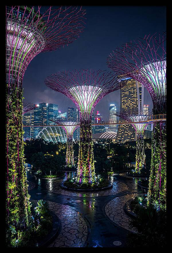 Singapore Gardens Supertrees At Night