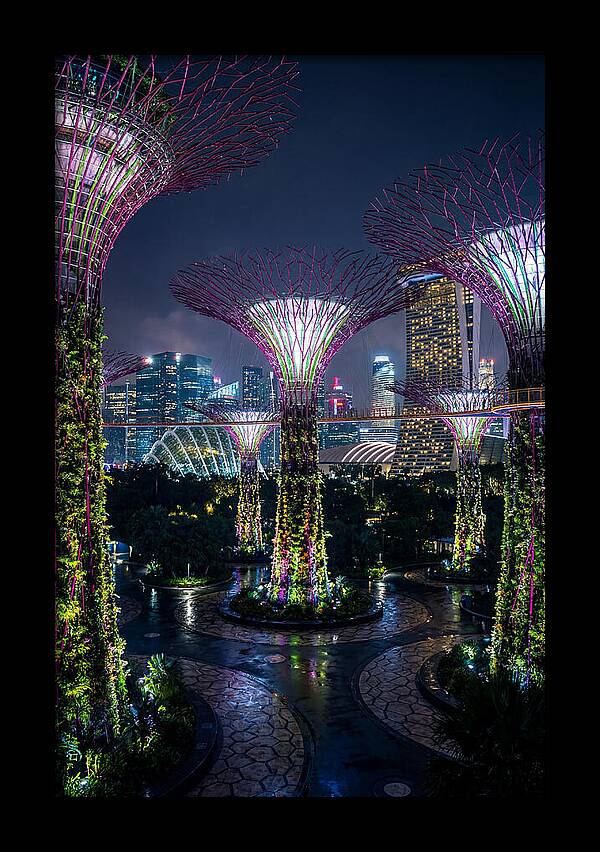 Singapore Gardens Supertrees At Night
