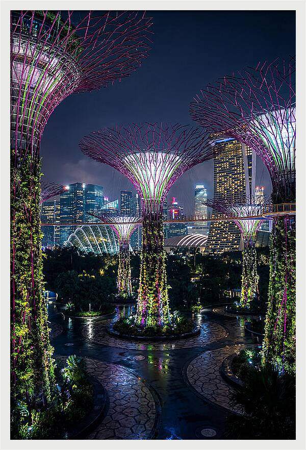 Singapore Gardens Supertrees At Night