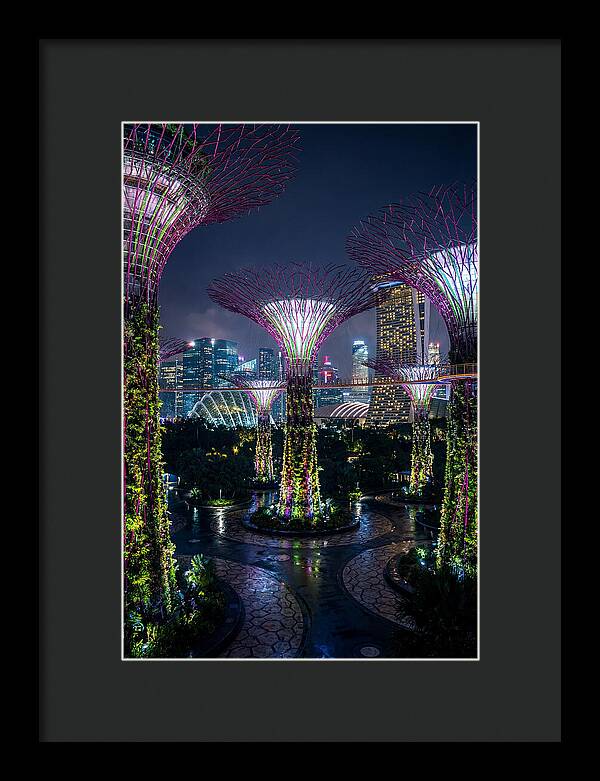 Singapore Gardens Supertrees At Night
