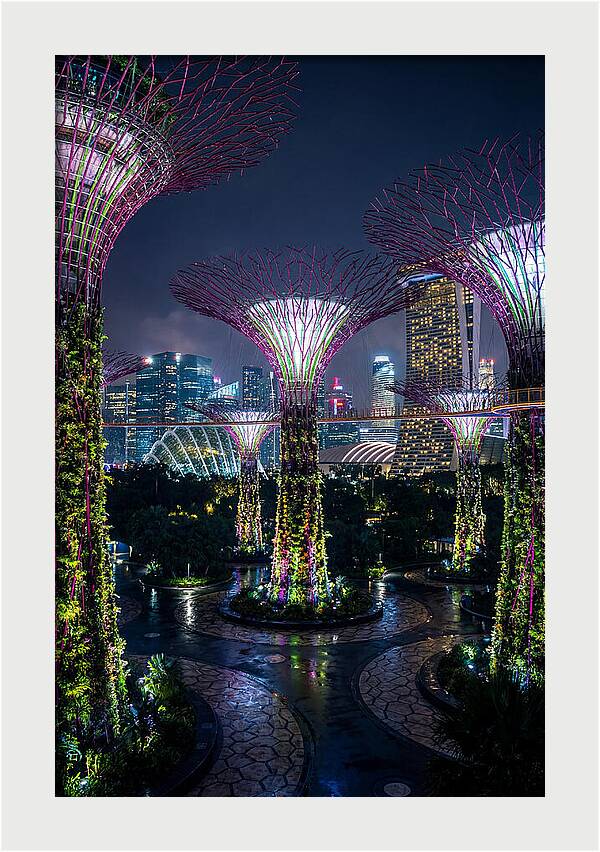 Singapore Gardens Supertrees At Night