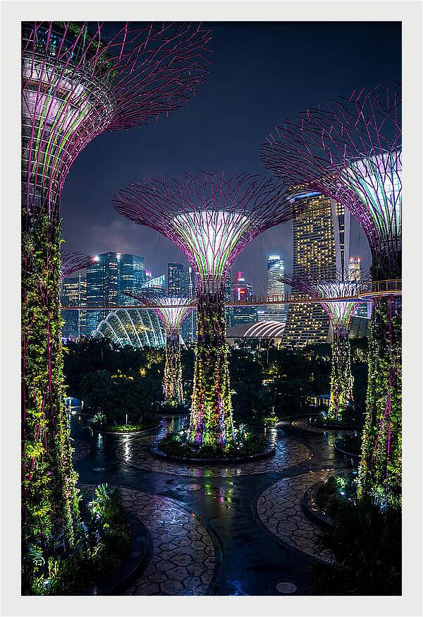 Singapore Gardens Supertrees At Night