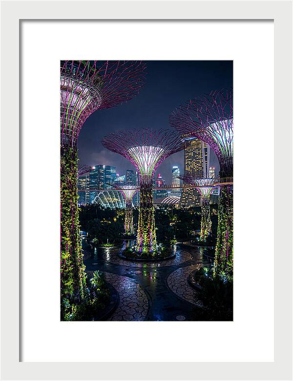 Singapore Gardens Supertrees At Night