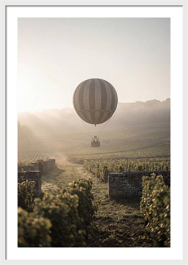 Single Hot Air Balloon Over Vineyard