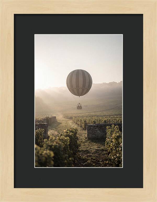 Single Hot Air Balloon Over Vineyard