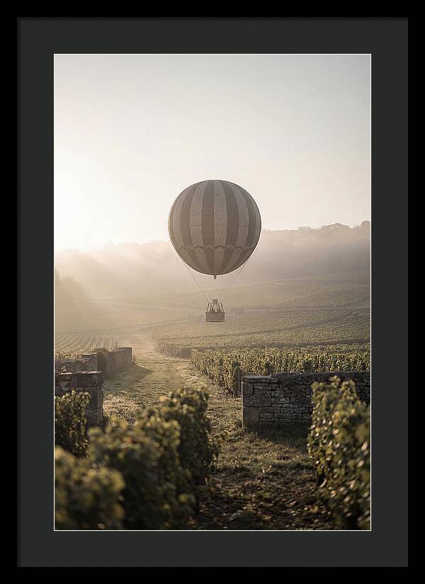 Single Hot Air Balloon Over Vineyard