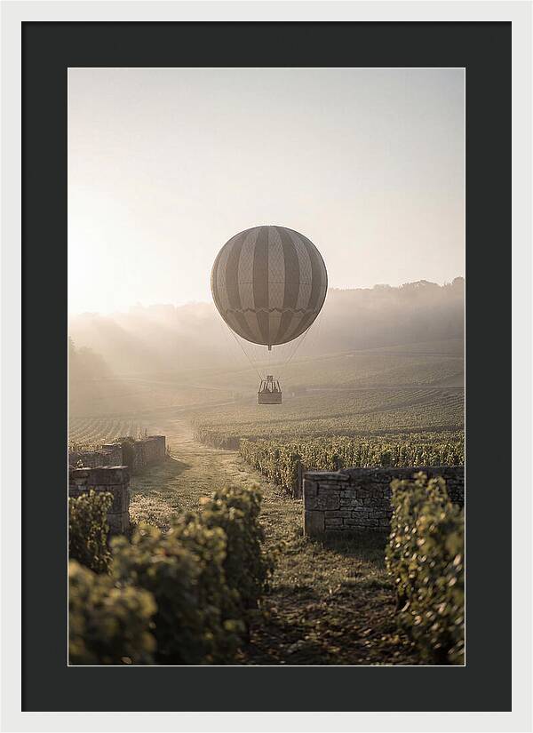 Single Hot Air Balloon Over Vineyard