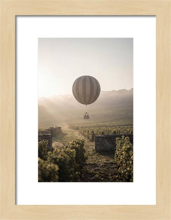 Single Hot Air Balloon Over Vineyard