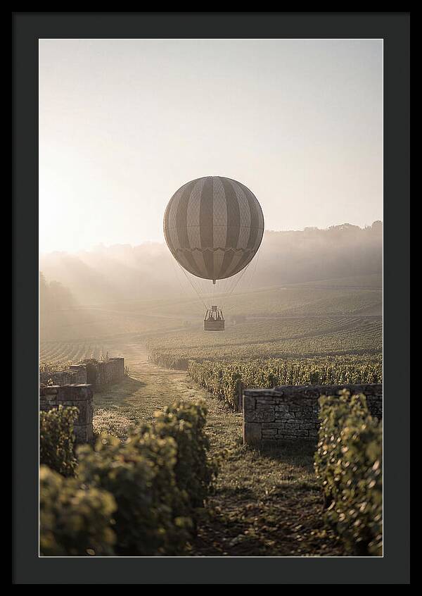 Single Hot Air Balloon Over Vineyard