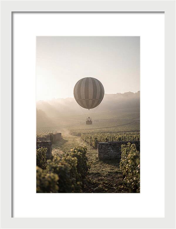 Single Hot Air Balloon Over Vineyard