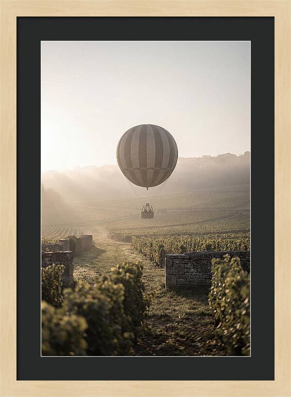 Single Hot Air Balloon Over Vineyard