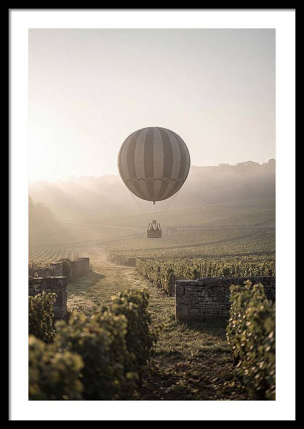 Single Hot Air Balloon Over Vineyard