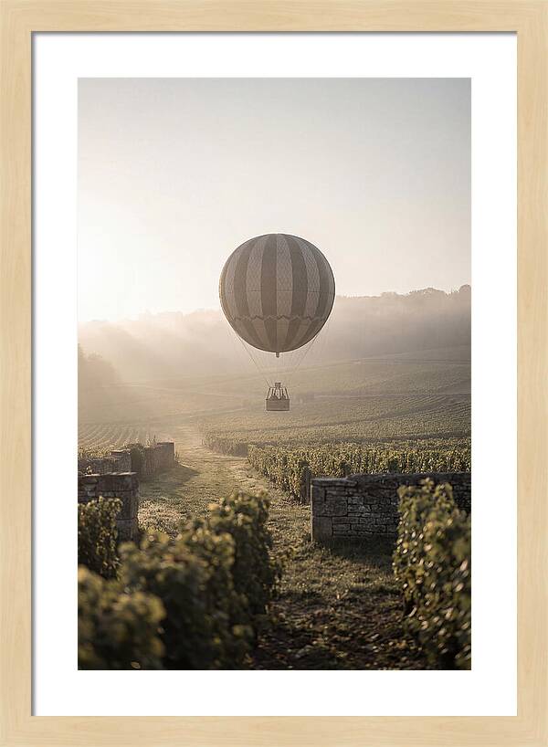 Single Hot Air Balloon Over Vineyard