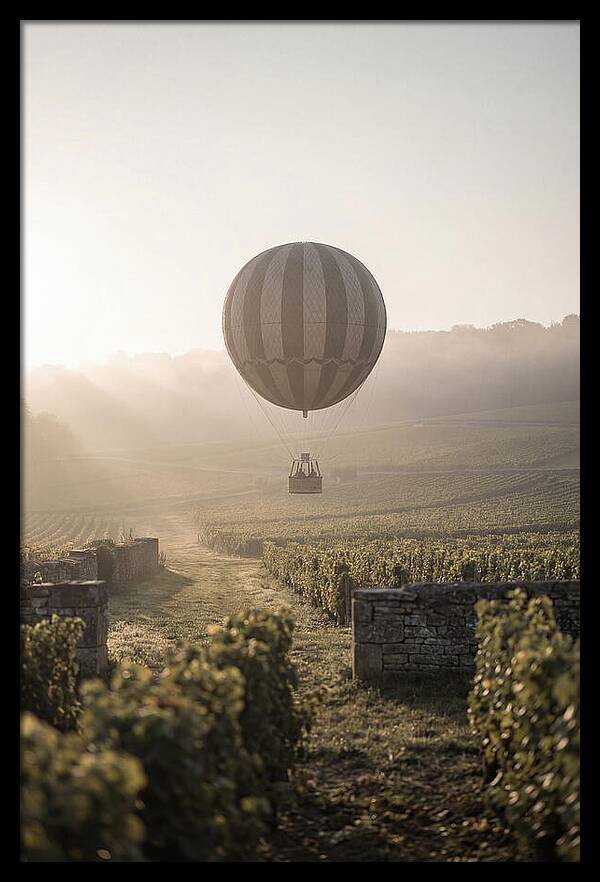 Single Hot Air Balloon Over Vineyard