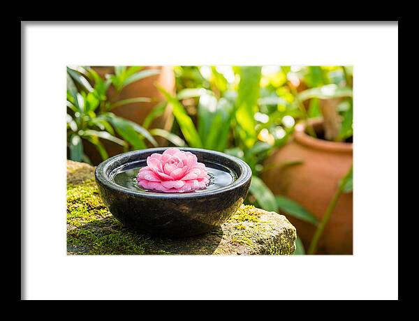 Single Pink Camellia In Tranquil Water