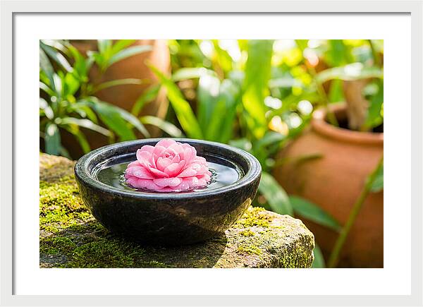Single Pink Camellia In Tranquil Water