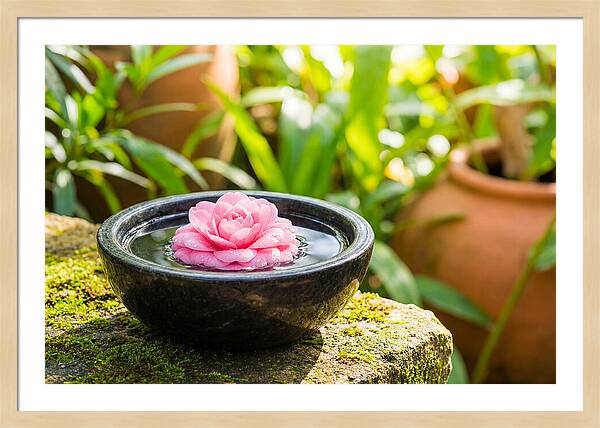 Single Pink Camellia In Tranquil Water