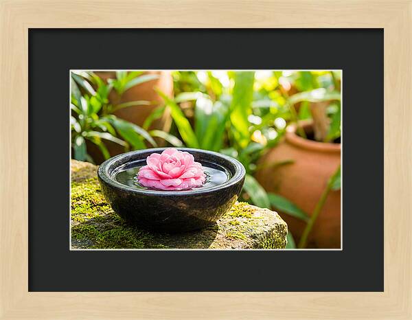 Single Pink Camellia In Tranquil Water