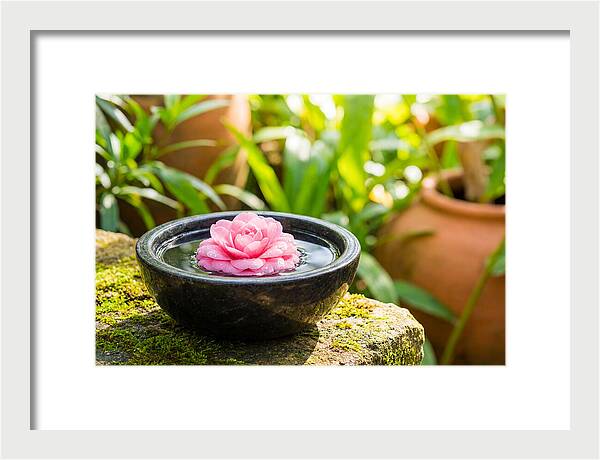 Single Pink Camellia In Tranquil Water
