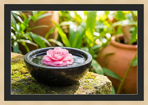 Single Pink Camellia In Tranquil Water