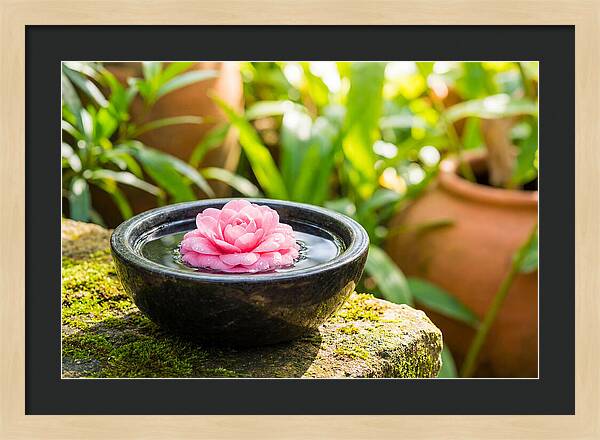 Single Pink Camellia In Tranquil Water