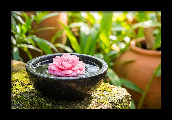 Single Pink Camellia In Tranquil Water