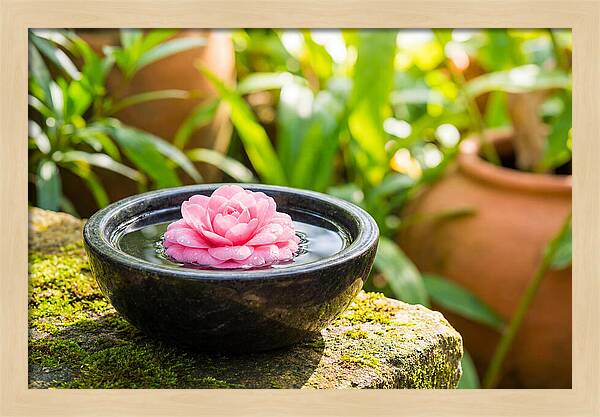 Single Pink Camellia In Tranquil Water