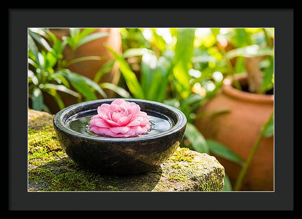 Single Pink Camellia In Tranquil Water