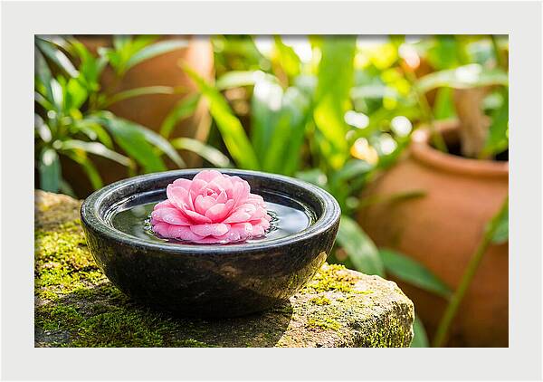 Single Pink Camellia In Tranquil Water