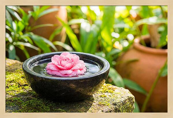 Single Pink Camellia In Tranquil Water