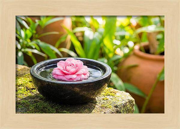 Single Pink Camellia In Tranquil Water