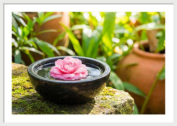 Single Pink Camellia In Tranquil Water