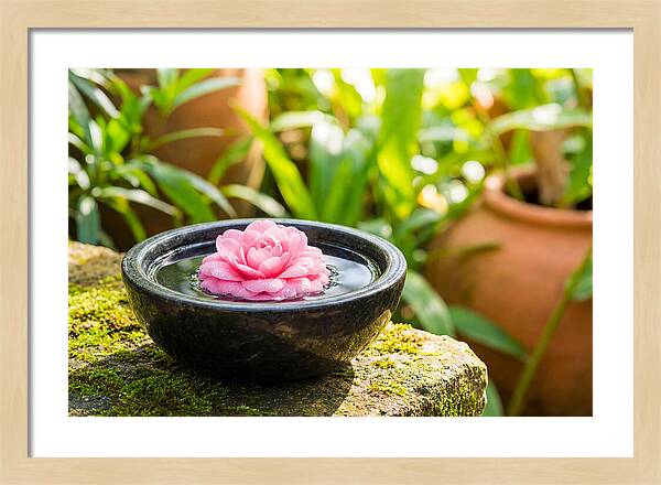 Single Pink Camellia In Tranquil Water