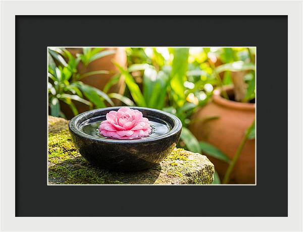 Single Pink Camellia In Tranquil Water