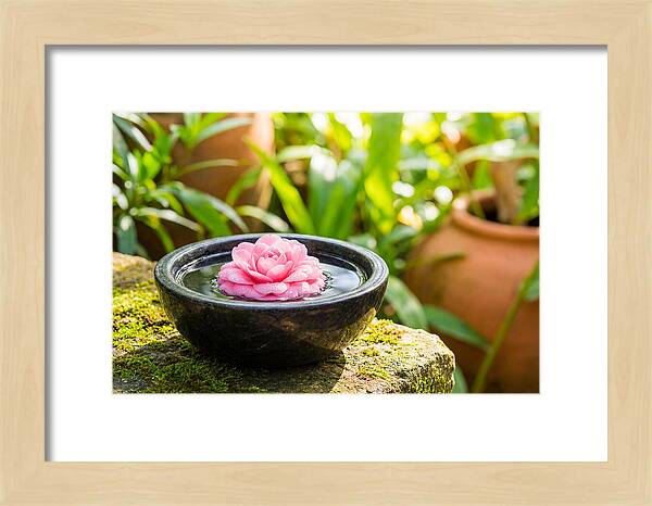 Single Pink Camellia In Tranquil Water