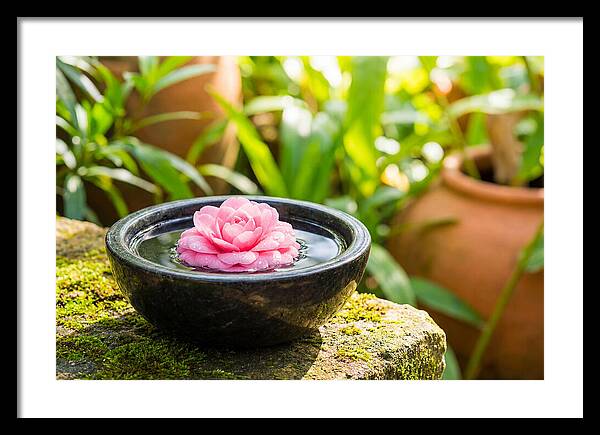 Single Pink Camellia In Tranquil Water