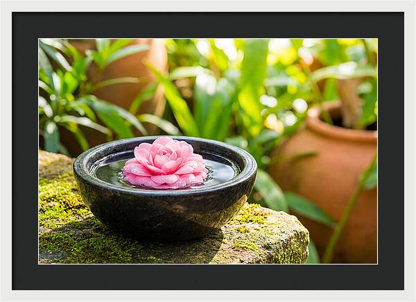 Single Pink Camellia In Tranquil Water