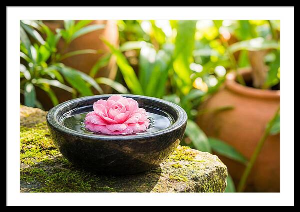Single Pink Camellia In Tranquil Water