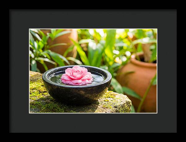 Single Pink Camellia In Tranquil Water