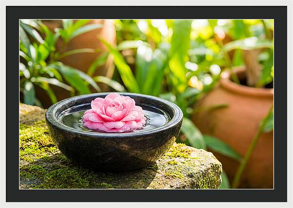 Single Pink Camellia In Tranquil Water
