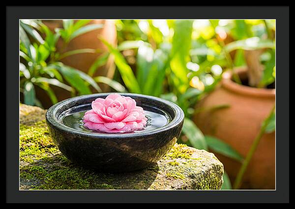 Single Pink Camellia In Tranquil Water