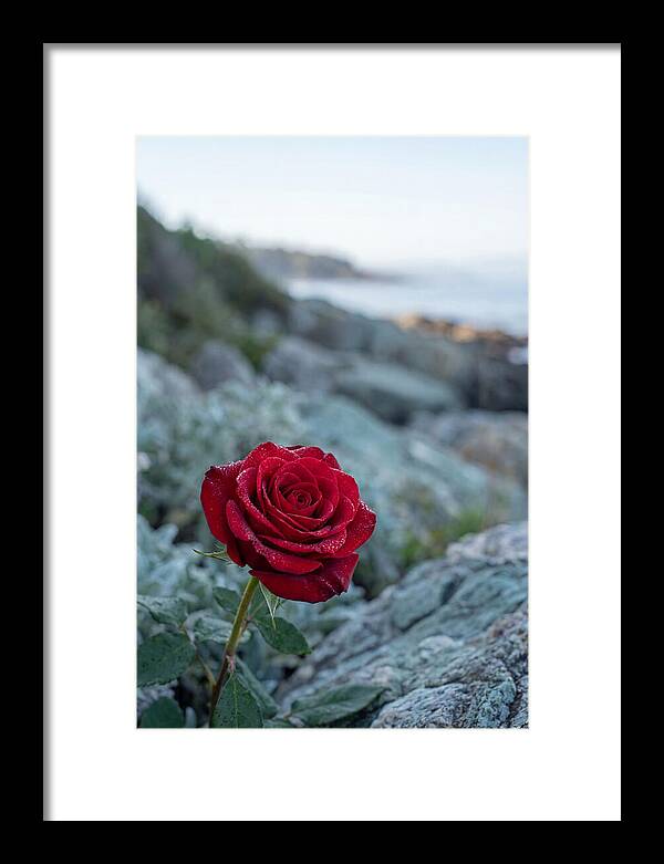 Single Red Rose With Dewy Petals