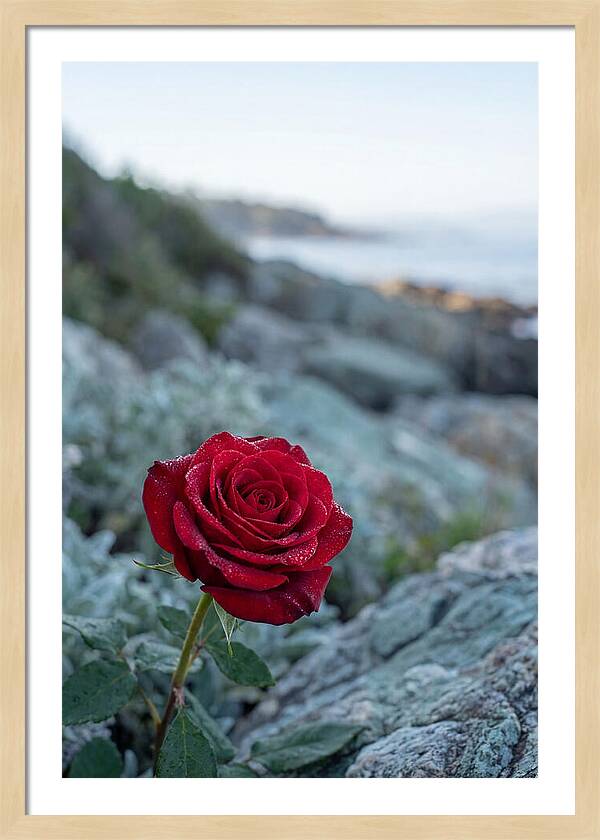 Single Red Rose With Dewy Petals