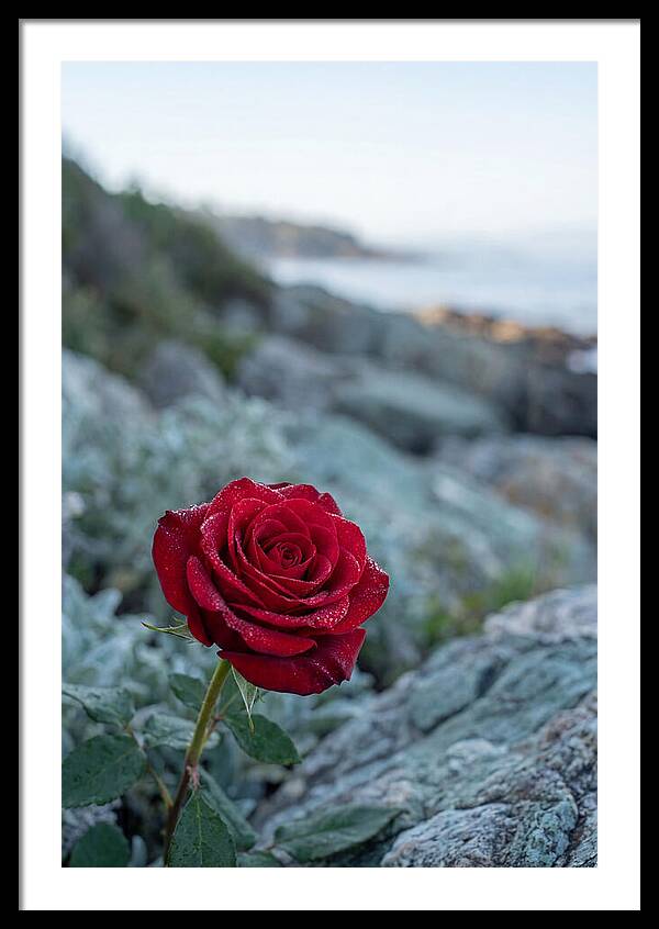 Single Red Rose With Dewy Petals