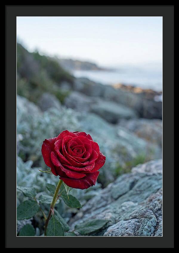 Single Red Rose With Dewy Petals
