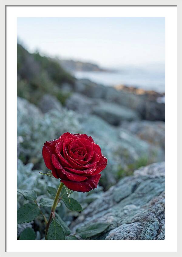 Single Red Rose With Dewy Petals