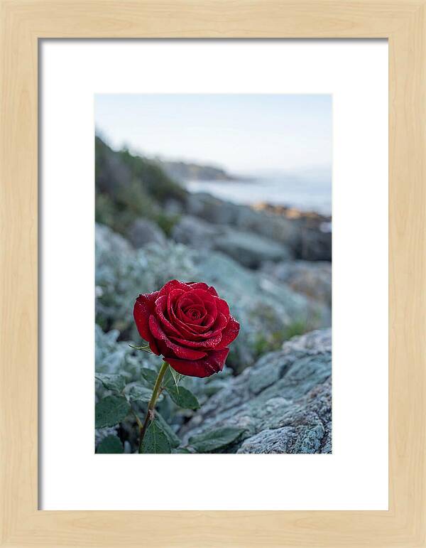 Single Red Rose With Dewy Petals