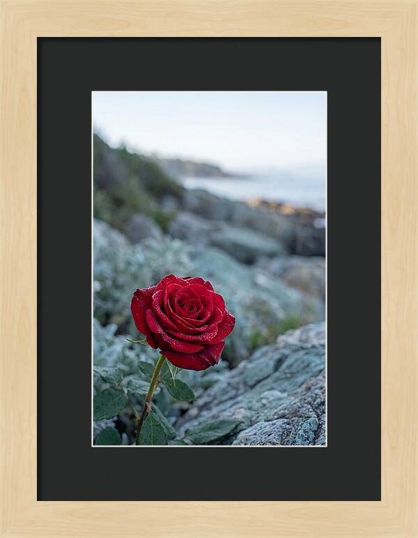 Single Red Rose With Dewy Petals