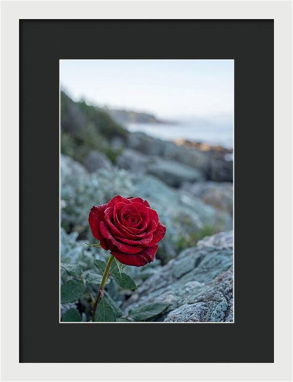 Single Red Rose With Dewy Petals