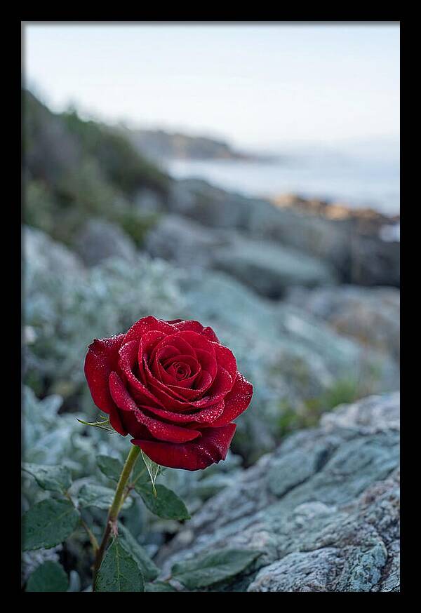Single Red Rose With Dewy Petals